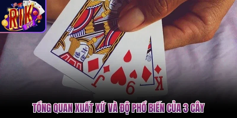 Tổng quan xuất xứ và độ phổ biến của 3 cây